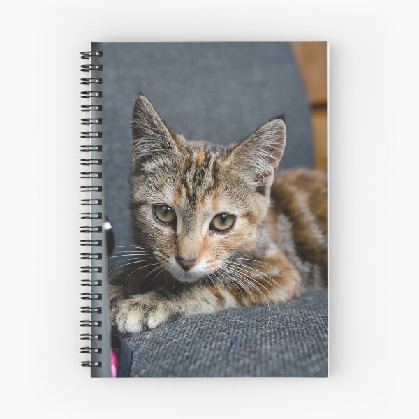 Item preview, Multi coloured kitten. designed and sold by sandyprints.