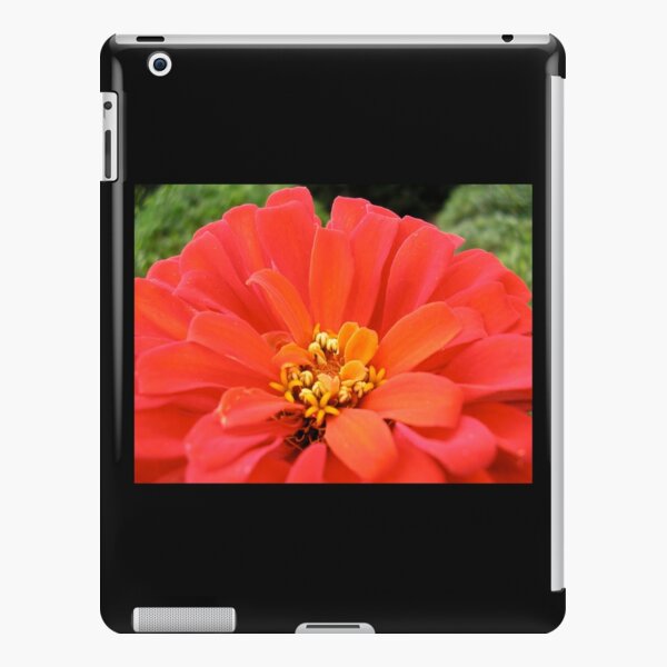 Red Orange Zinnia Flower in Bloom iPad Snap Case
