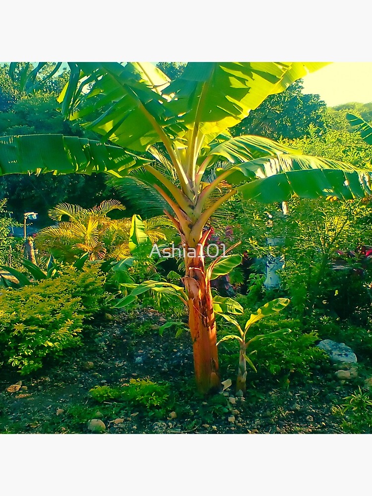 "Jamaican Banana Tree Summer in the Caribbean" Poster for Sale by