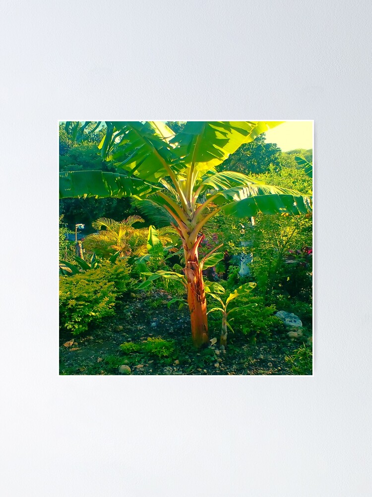 "Jamaican Banana Tree Summer in the Caribbean" Poster for Sale by