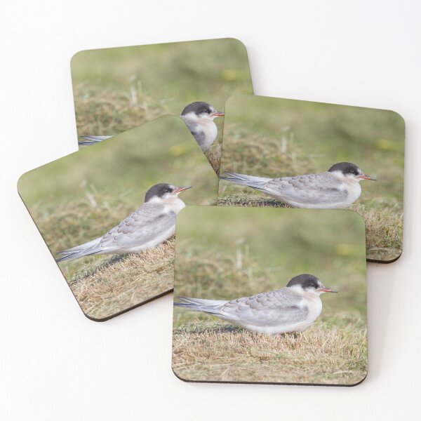 Item preview, Young Common Tern designed and sold by Dominika Aniola.