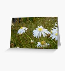 Daisies at Blackwarry 3 Greeting Card