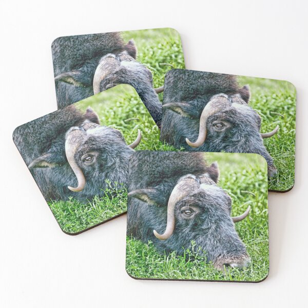 Item preview, Musk ox eating spring greens in Alaska designed and sold by Alaskandreamer.