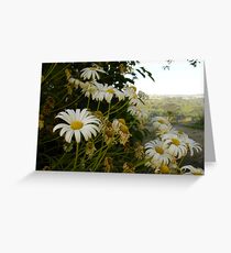 Dasies at Blackwarry 4 Greeting Card