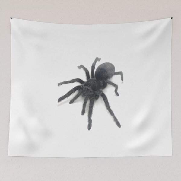 Item preview, Grammostola pulchra Tarantula designed and sold by CyriocosmusE.