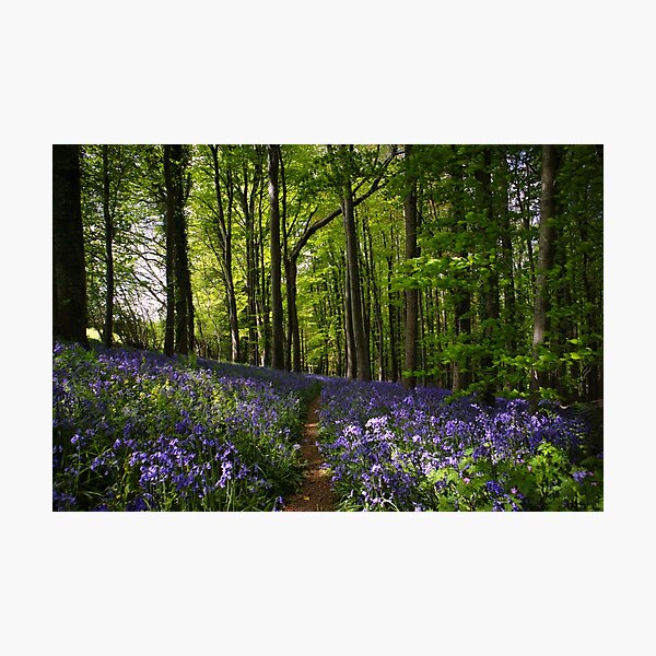 Item preview, Blanket of Bluebells in the woods designed and sold by Ann Biddlecombe.