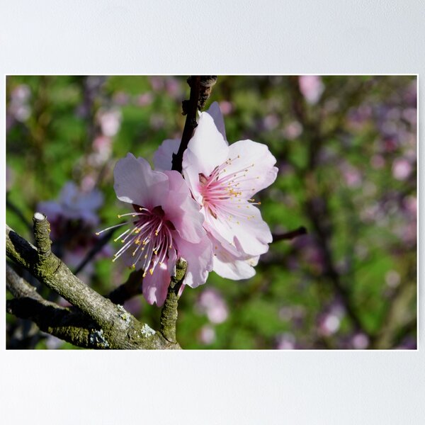 Item preview, Almonds in spring designed and sold by GOSIA GRZYBEK.