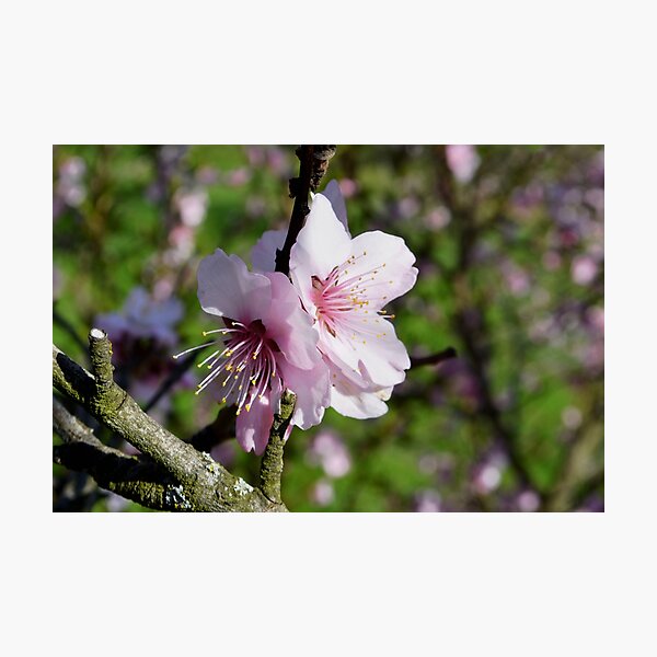 Item preview, Almonds in spring designed and sold by GOSIA GRZYBEK.