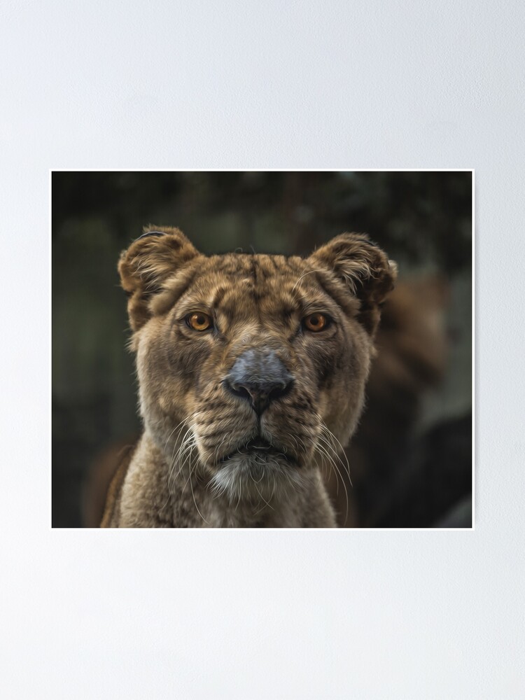 Póster «Animales Felino Gatos Leones Bigotes feroces» de dancarvalho107 |  Redbubble