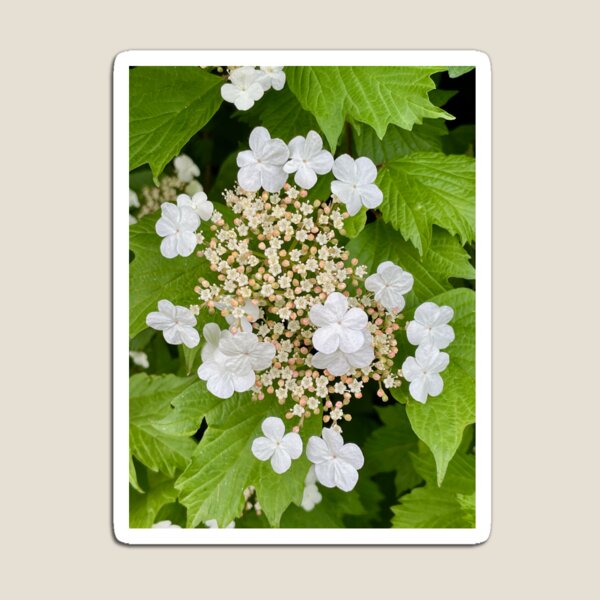 Item preview, Hortensia blanca en Woodberry Down designed and sold by NesheYx.