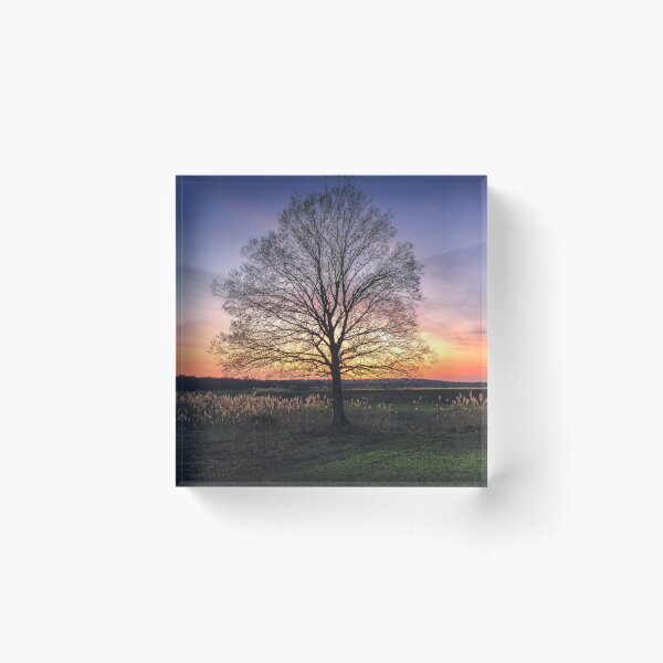 Item preview, Lonely bare tree in the field at sunset designed and sold by Dejan Travica.