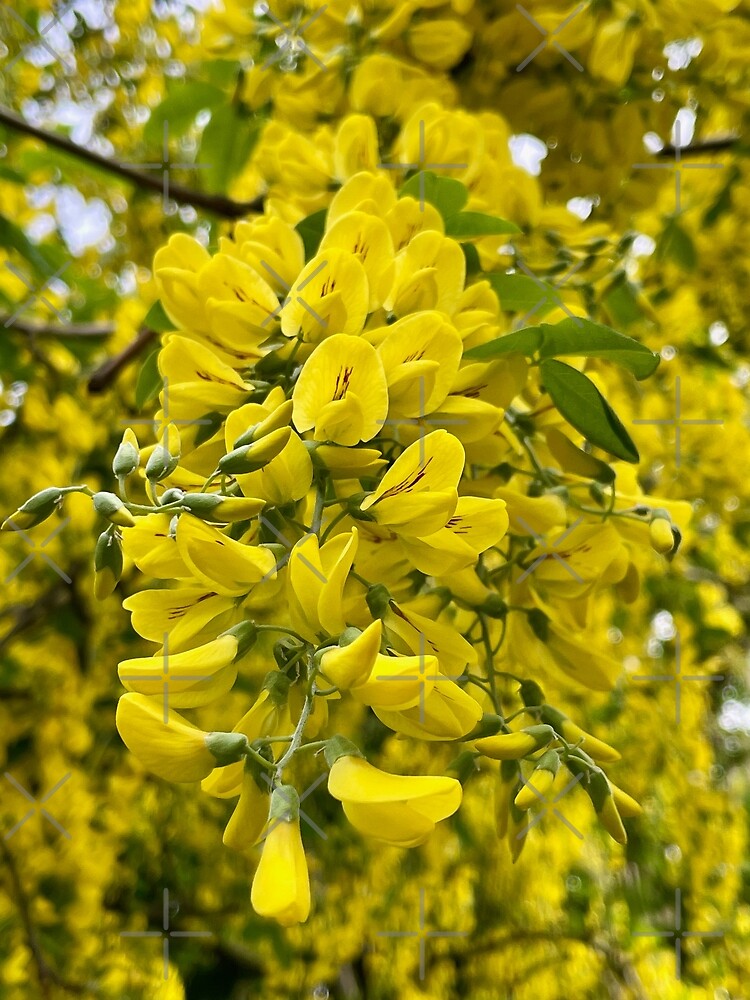 "Golden Rain Tree at Clissold Park" Poster for Sale by NesheYx Redbubble