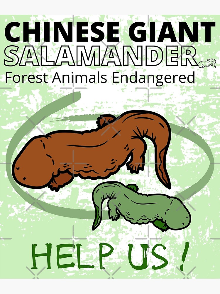 "Chinese Giant Salamander " Poster for Sale by yassooarts Redbubble