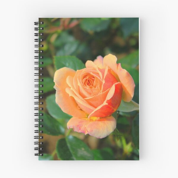 Item preview, Rose the designed and sold by AHELENE.