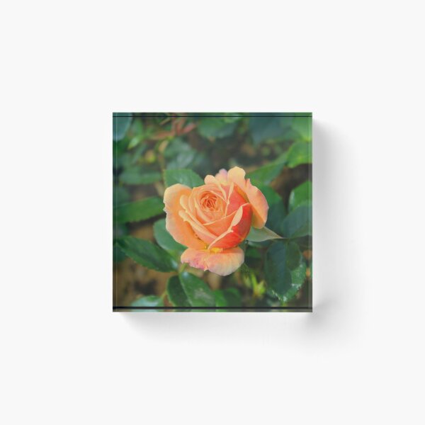 Item preview, Rose the designed and sold by AHELENE.
