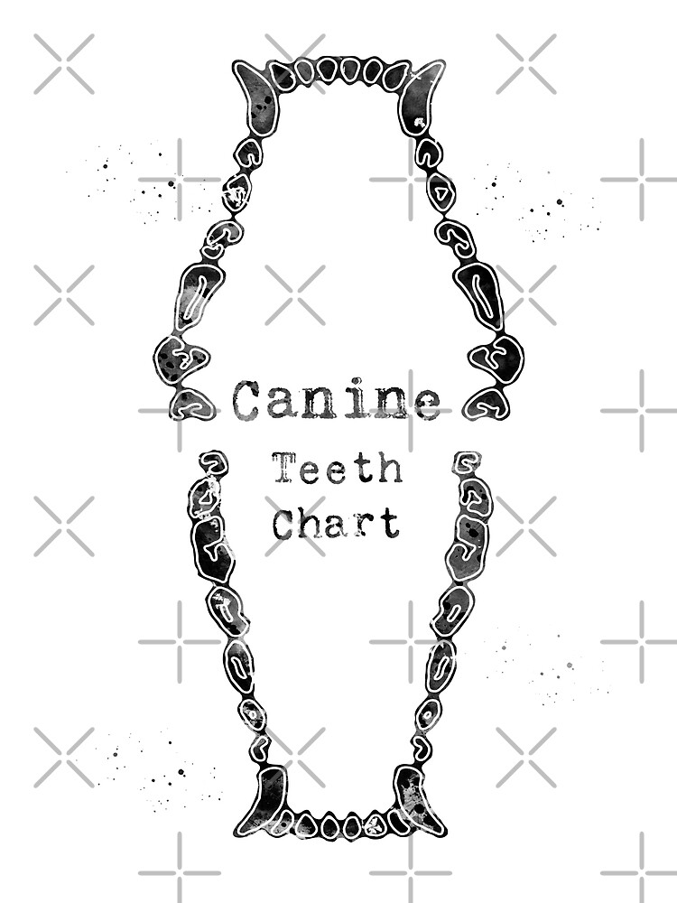 "Canine Teeth Chart" Poster for Sale by erzebetth | Redbubble