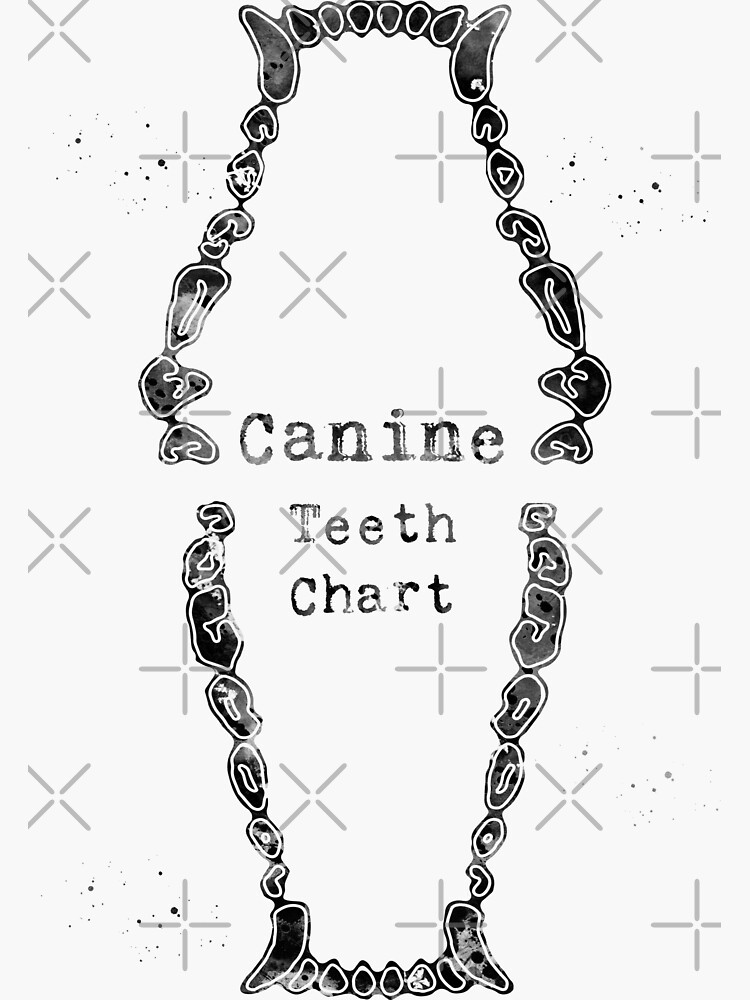 Printable Puppy Teeth Chart