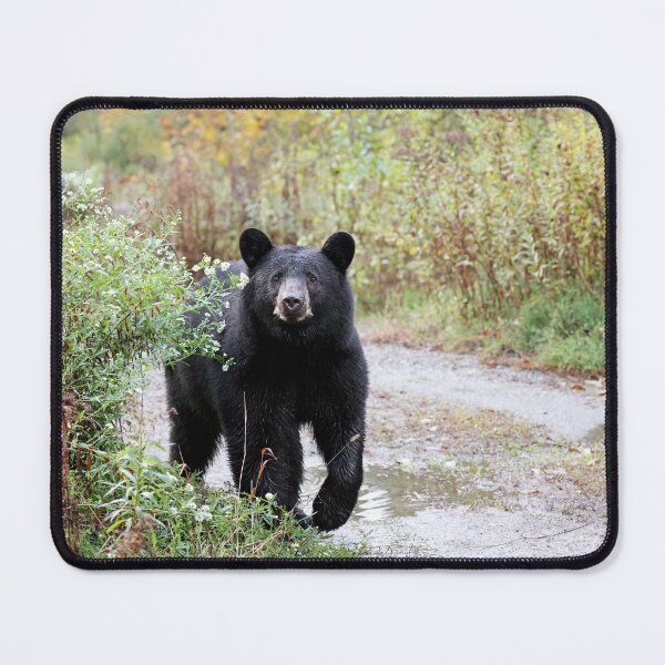 Item preview, Black Bear designed and sold by mlorenz.