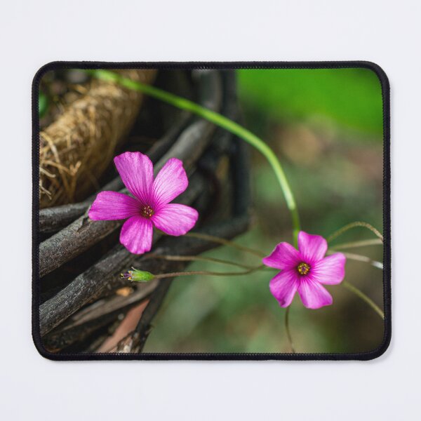 Item preview, Oxalis articulata Savigny - Shamrock Oxalis Flowers designed and sold by PhotosByFelix.