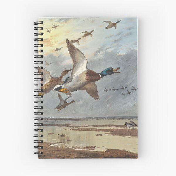 Item preview, Coming in from the Sea | Archibald Thorburn | 1905 Mallard Print designed and sold by CJET.