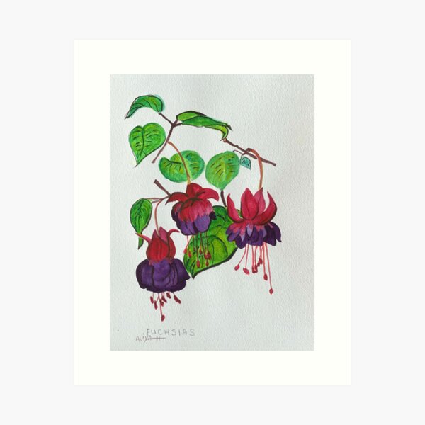 Fuchsias Art Print