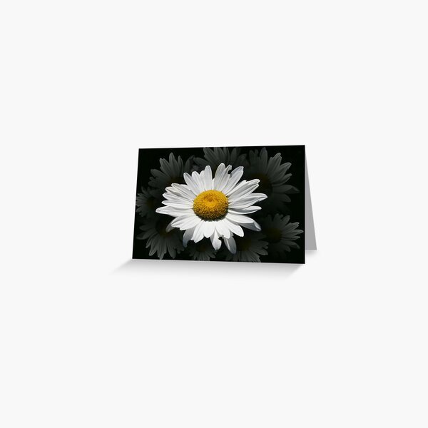 Daisey Shine Greeting Card