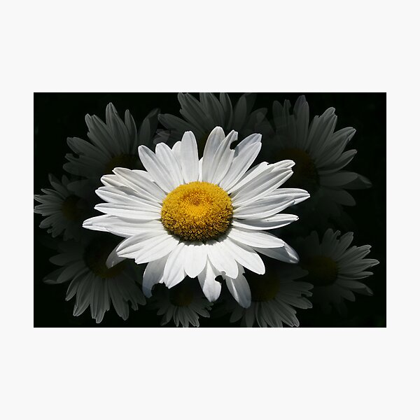 Daisey Shine Photographic Print