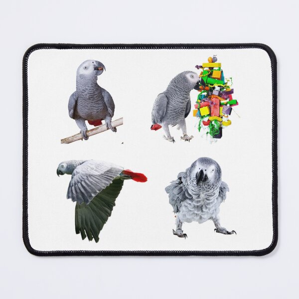 Item preview, African Grey Sticker Pack Of 4 Photo Designs, great gift for African Grey Owners and Parrot Lovers. designed and sold by Abstractdiva.