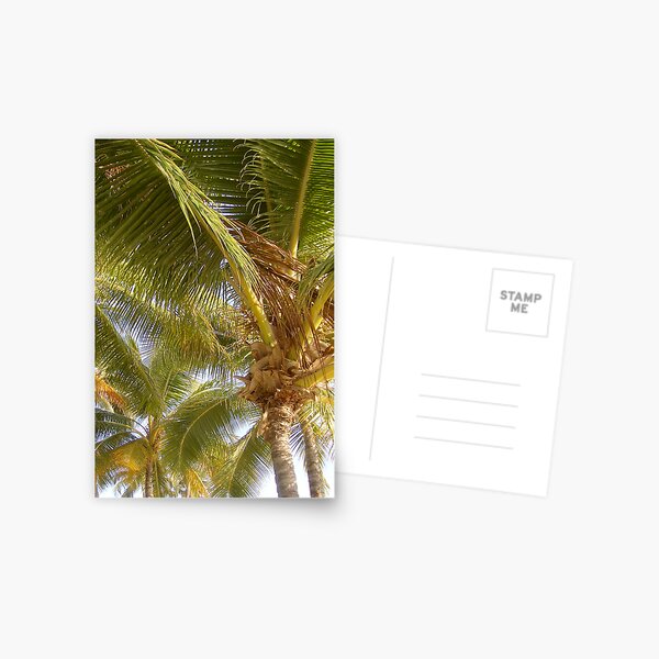 hawaii: fronds at play Postcard