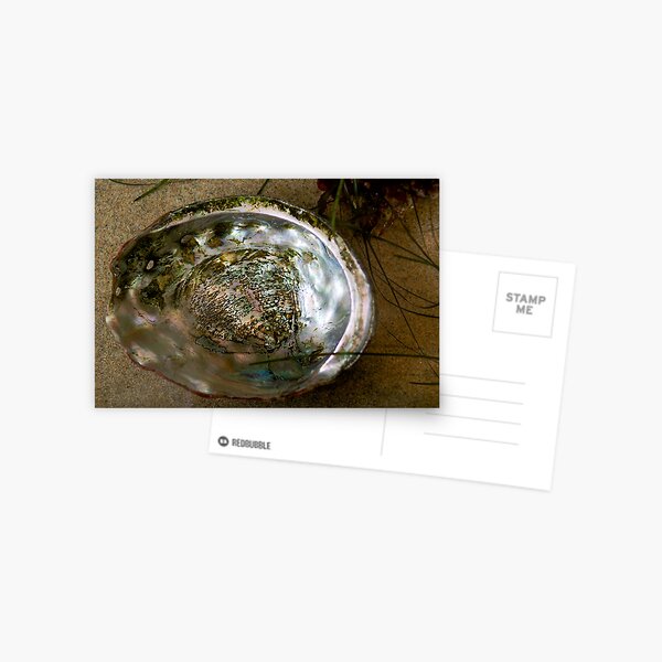 shelling out the flow Postcard