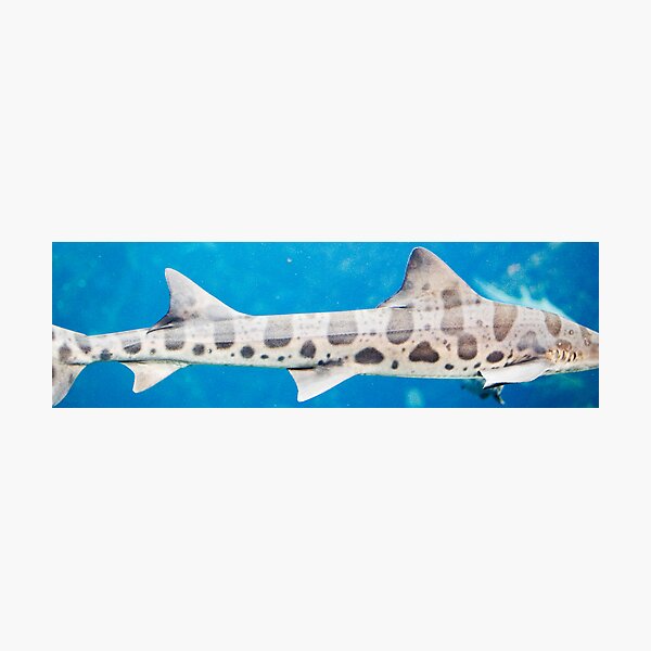 fins behind glass Photographic Print