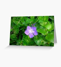 Violet Herbaceous Periwinkle Greeting Card