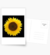 Sunflower Postcards