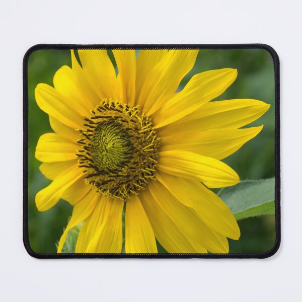 Item preview, One Bold Sunflower - the Beautiful National Flower of Ukraine designed and sold by Georgia Mizuleva.