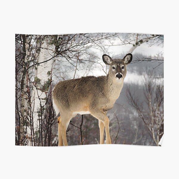Deer in Headlights Poster