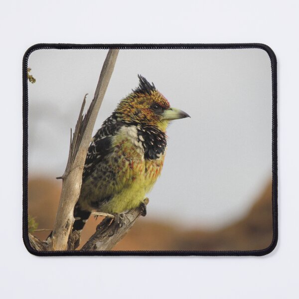 Item preview, Crested Barbet designed and sold by vonJohnstonArt.
