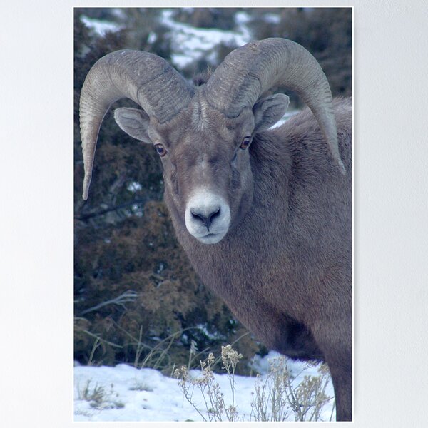 Artikelvorschau, BIG HORN SHEEP entworfen und verkauft von Leigh Karchner.