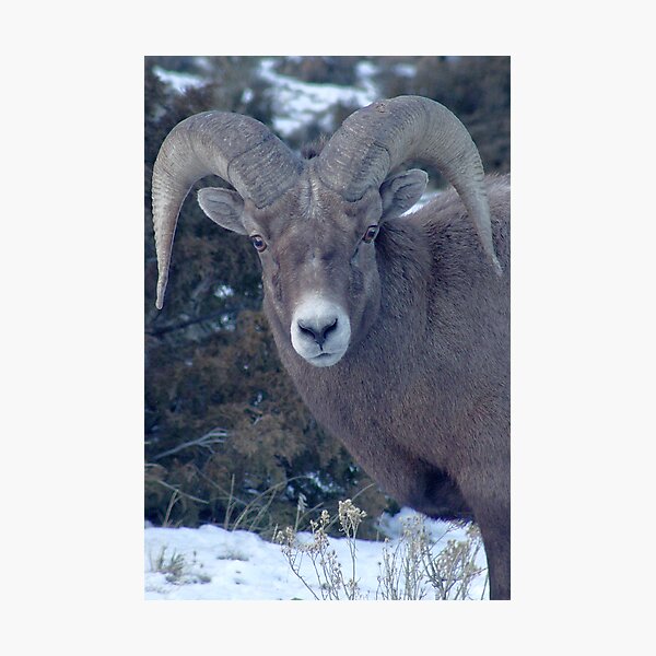 Item preview, BIG HORN SHEEP designed and sold by Leigh Karchner.