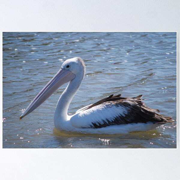 Item preview, Pelican designed and sold by Belinda Piffero.