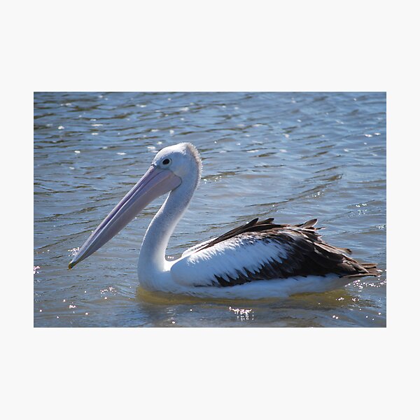 Item preview, Pelican designed and sold by Belinda Piffero.