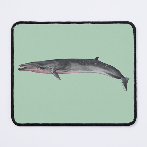 Item preview, Eden/Bryde's Whale designed and sold by Alberto Orilia.