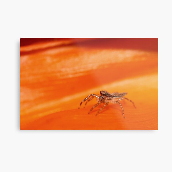 I've got my eyes on you Metal Print