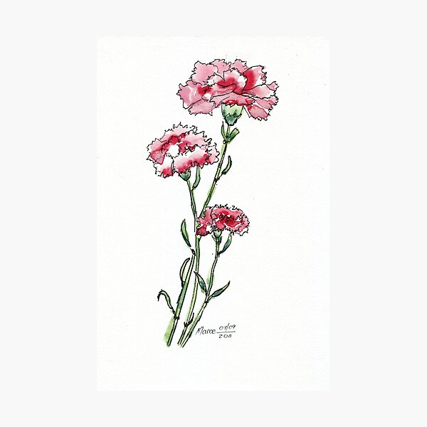 And a Pink Carnation... Photographic Print