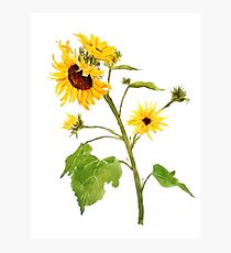 Gelbe Sonnenblume Aquarellmalerei Fotodruck