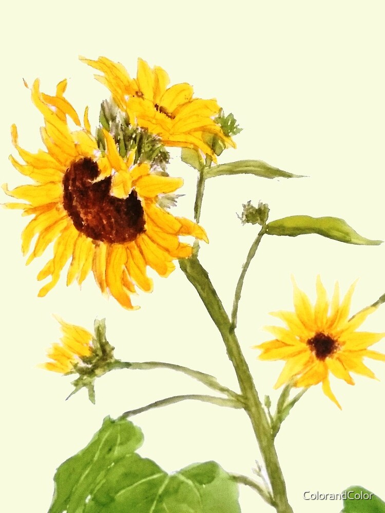 Yellow sunflower watercolor painting by ColorandColor