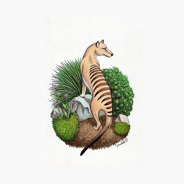 Thylacine Photographic Print