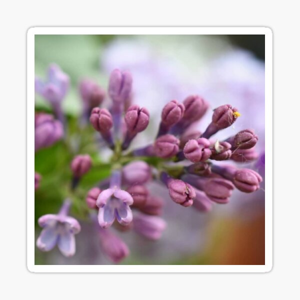 Popping Purple LiLac Lovers Sticker