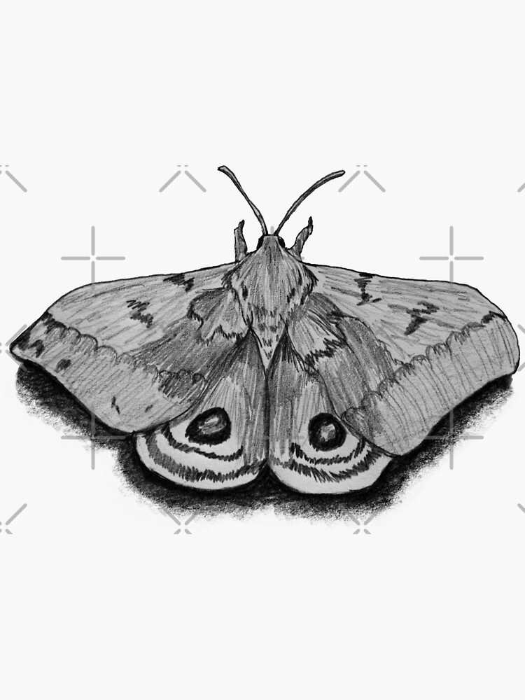 Io Moth Sticker