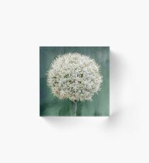 Onion Flower Head Acrylic Block