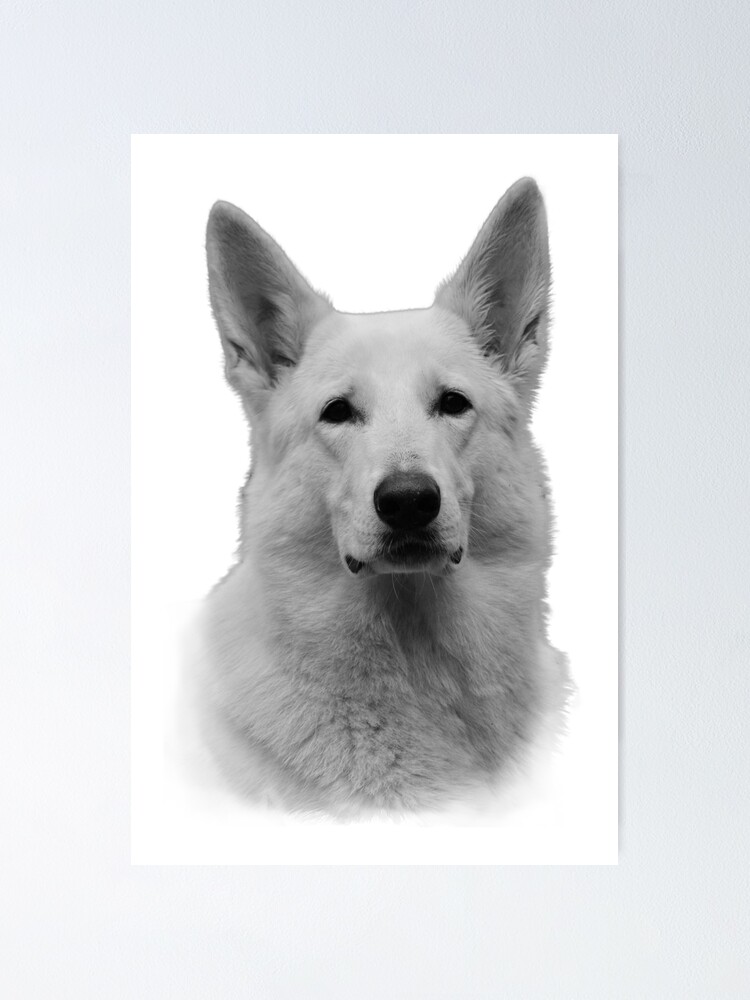 small white german shepherd